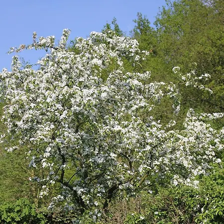 De Betuwe Hoeve Ommeren